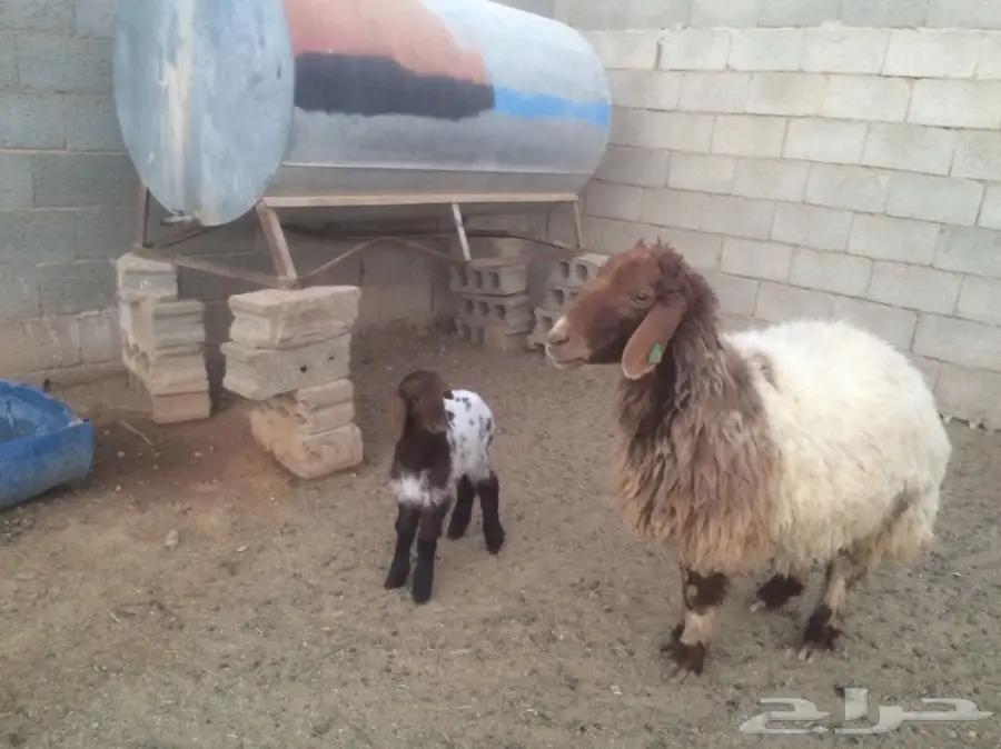 للبيع داغوره رخل انعيمي (image 2)