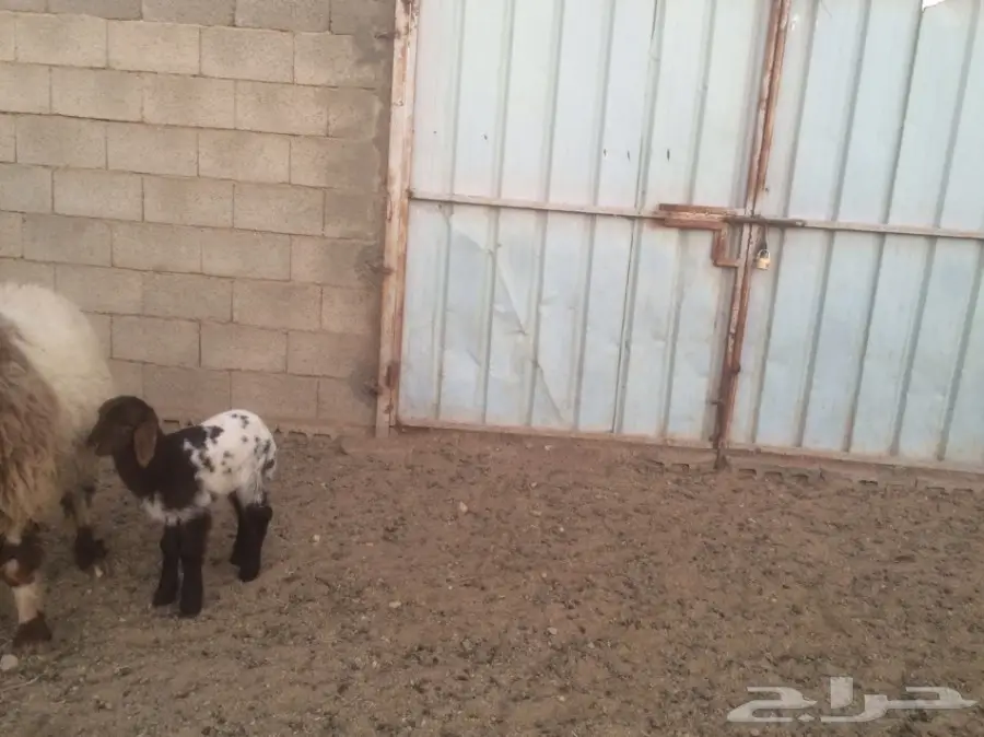 للبيع داغوره رخل انعيمي (image 3)