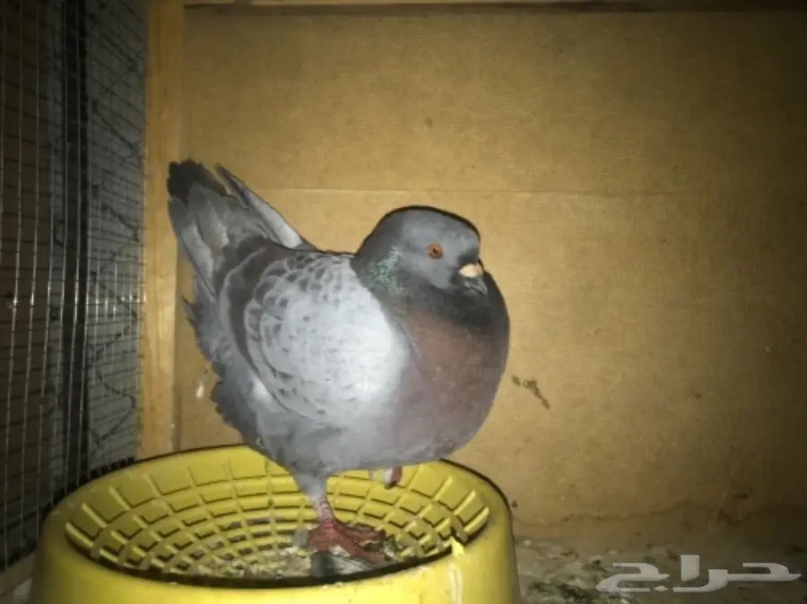 أجواز حمام وفرديات للبيع 