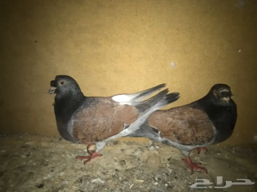 أجواز حمام وفرديات للبيع  (image 1)