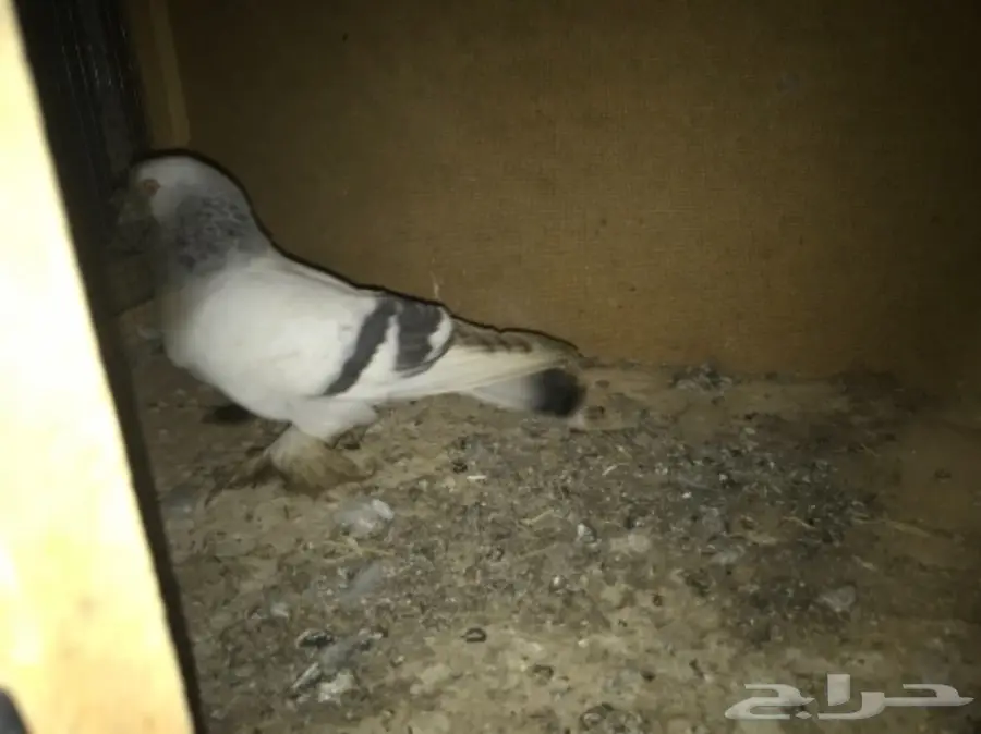 أجواز حمام وفرديات للبيع  (image 2)