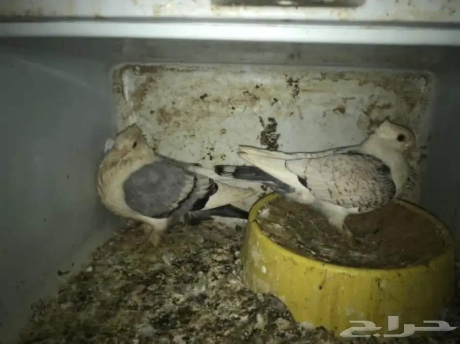 أجواز حمام وفرديات للبيع  (image 3)