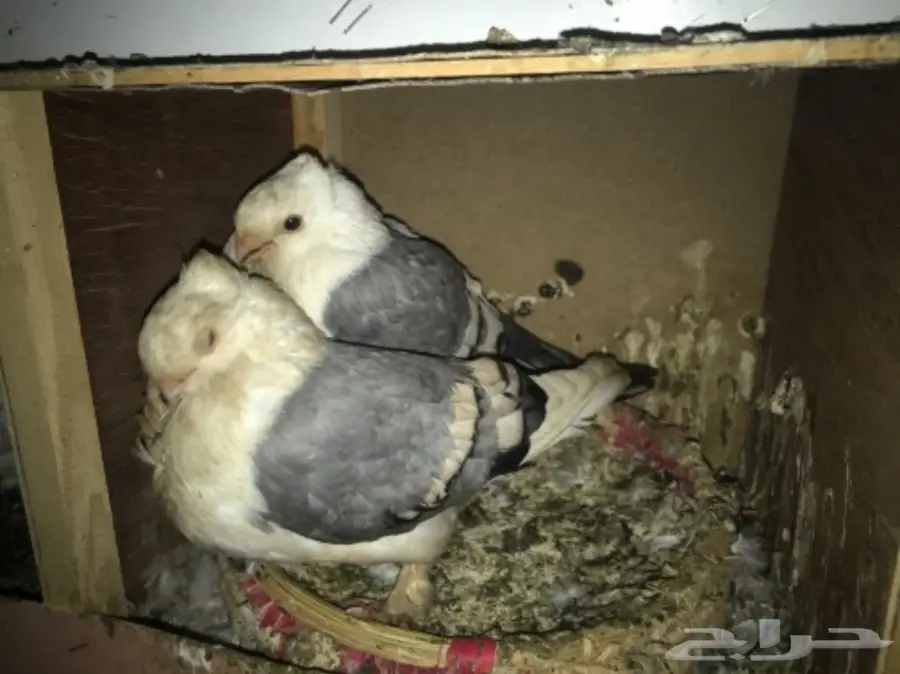 أجواز حمام وفرديات للبيع  (image 4)