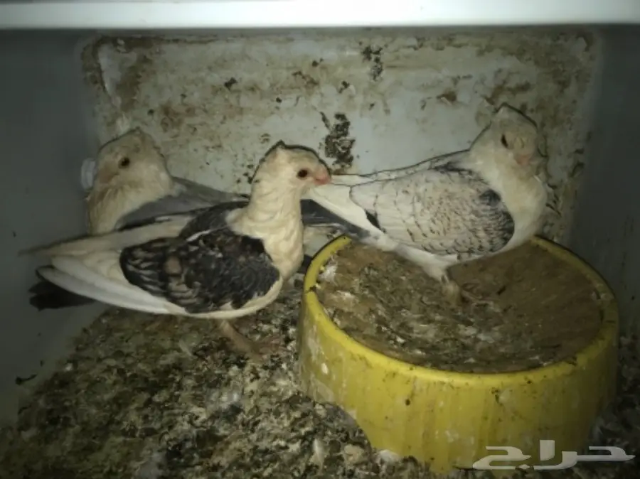 أجواز حمام وفرديات للبيع  (image 5)