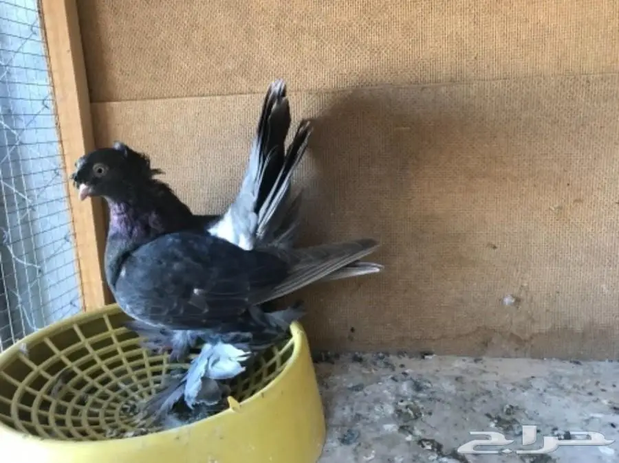 أجواز حمام وفرديات للبيع  (image 6)