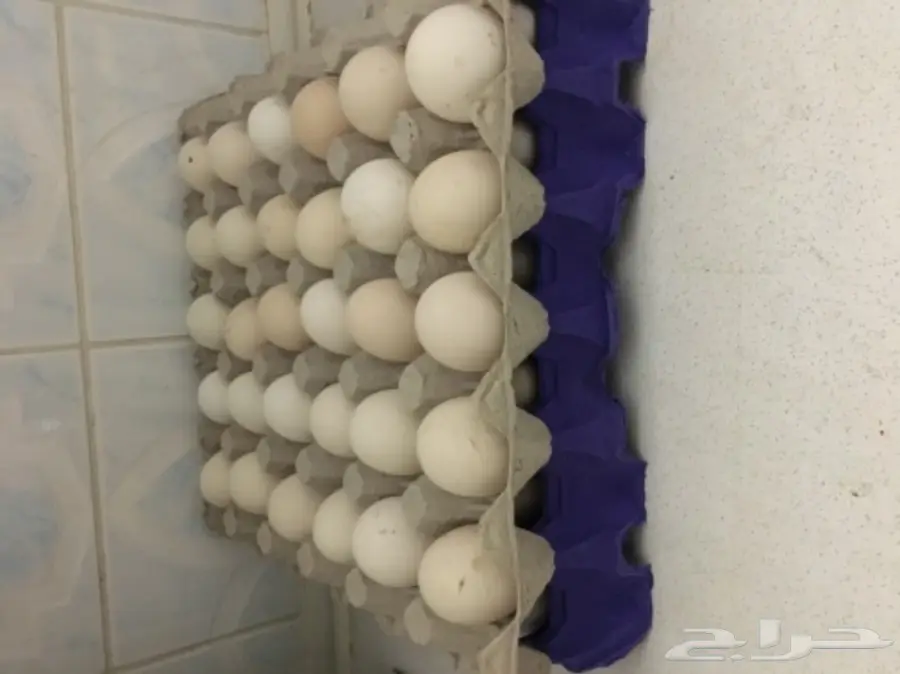 بيض بلدي طازه يوميا (الرس)