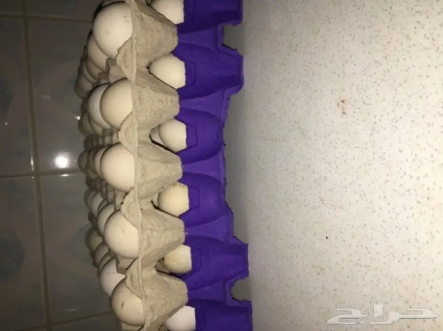 بيض بلدي طازه يوميا (الرس) (image 1)