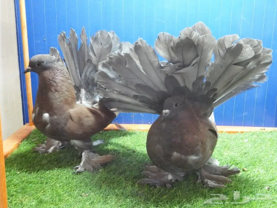 زوج رقاص أمريكي برونزي فاخر