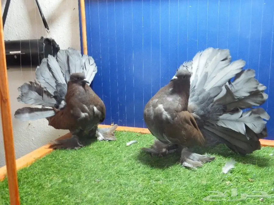 زوج رقاص أمريكي برونزي فاخر (image 1)