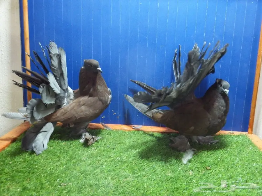 زوج رقاص أمريكي برونزي فاخر (image 4)