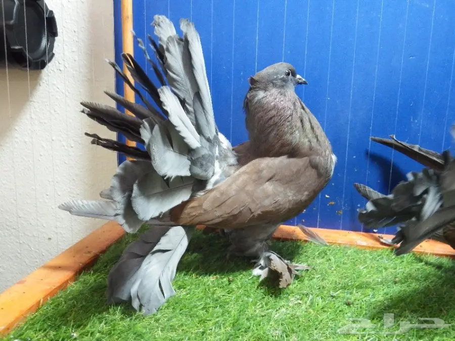 زوج رقاص أمريكي برونزي فاخر (image 5)