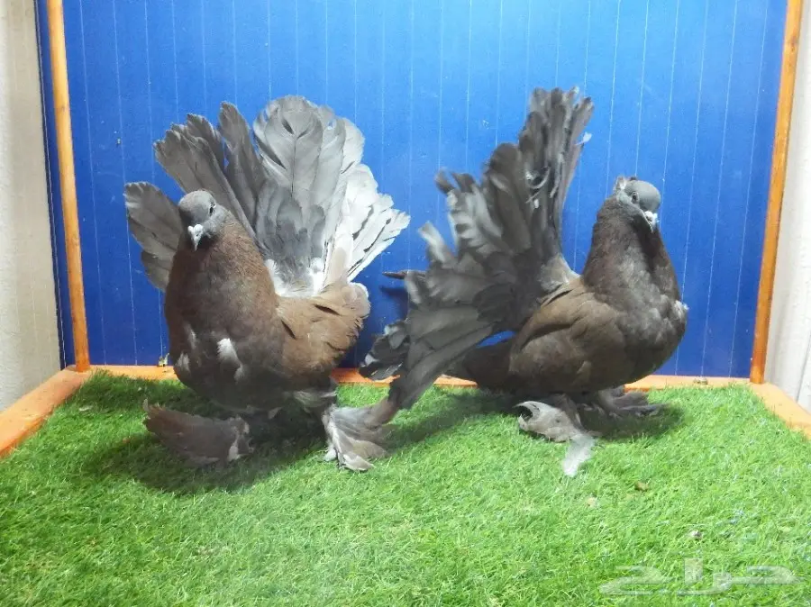 زوج رقاص أمريكي برونزي فاخر (image 7)