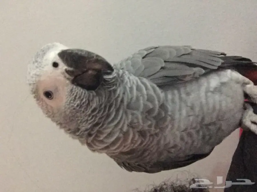 كاسكو رمادي