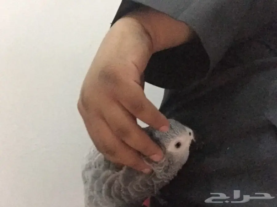 كاسكو رمادي (image 1)