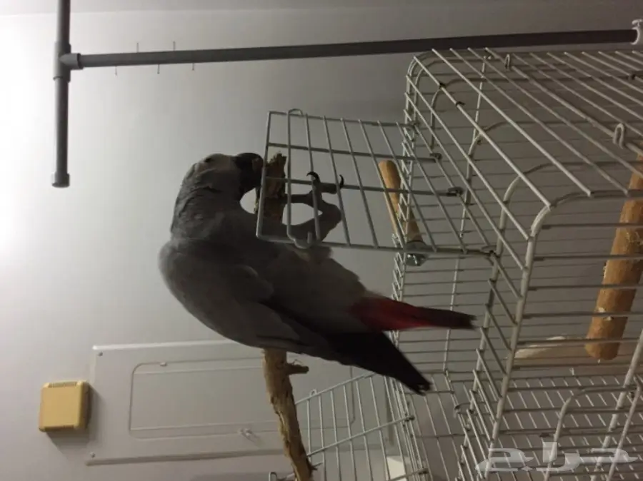 كاسكو رمادي (image 2)