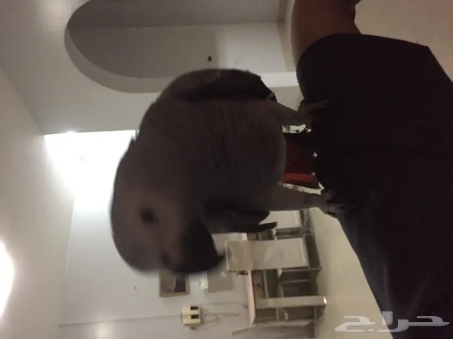 كاسكو رمادي (image 3)