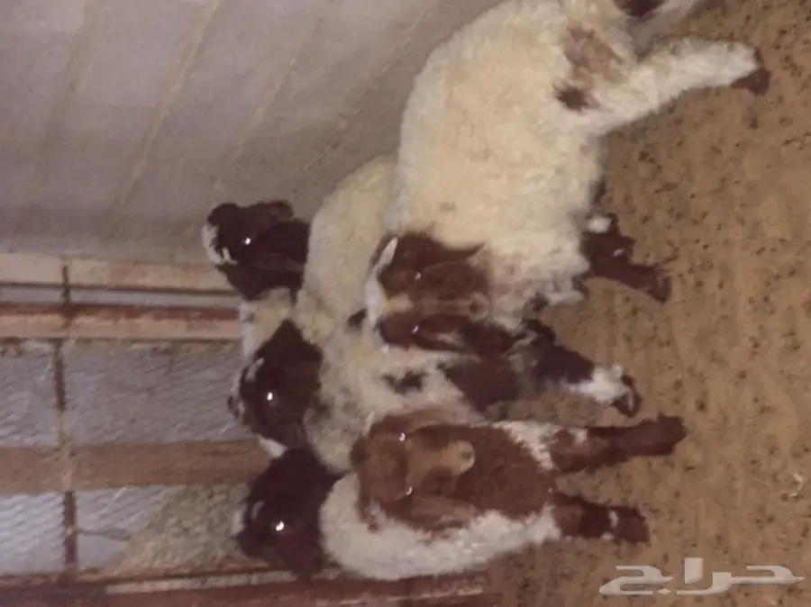 هرافي خرفان 