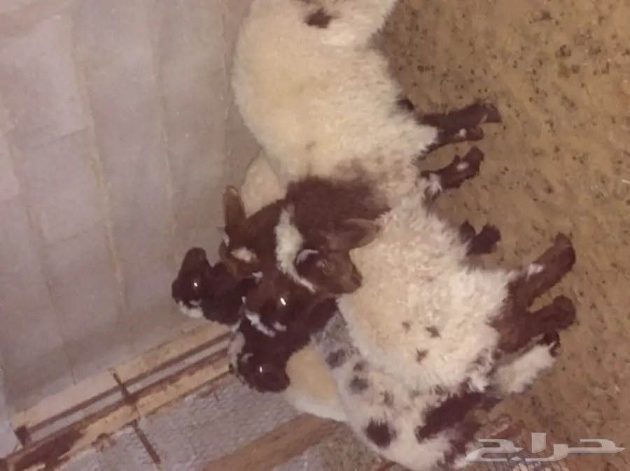 هرافي خرفان  (image 1)