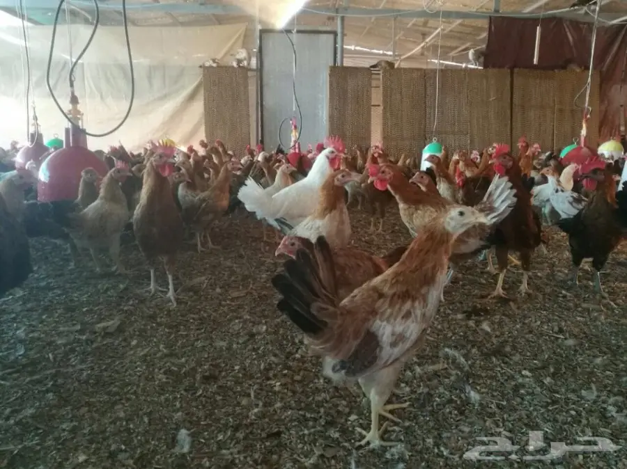 دجاج عالي الجودة - سعر مميز!