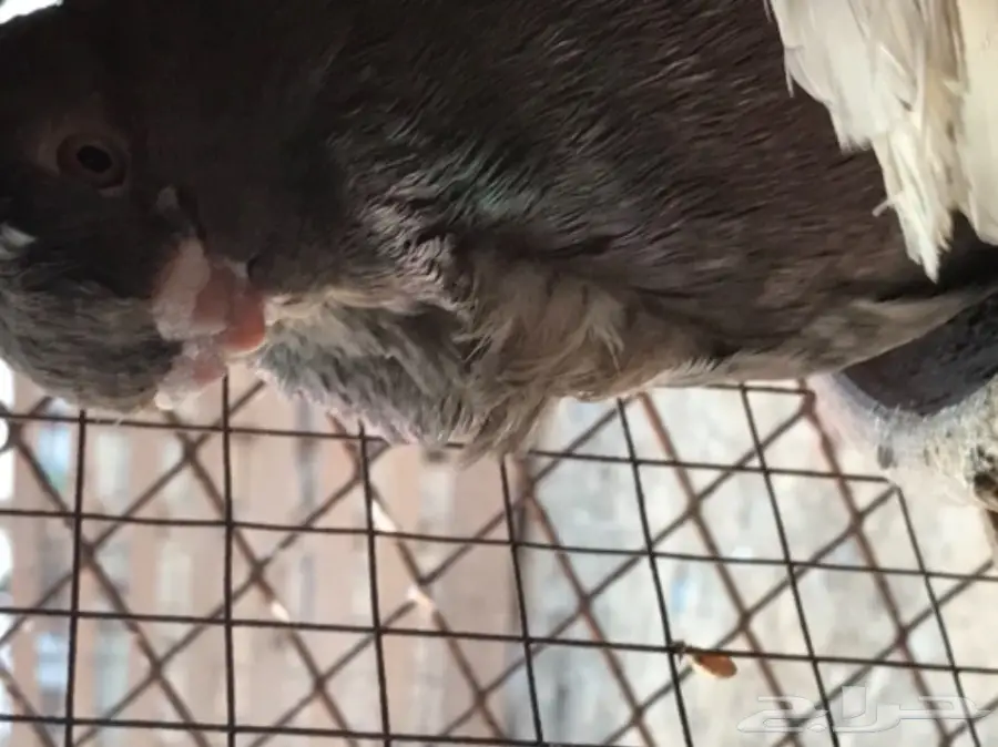 جوز فراشه دايلوت كاكى  (image 1)