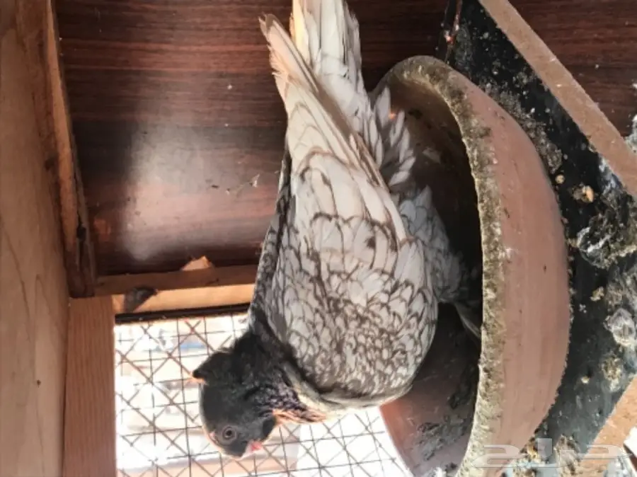 جوز فراشه دايلوت كاكى  (image 2)