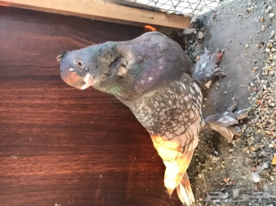 جوز فراشه دايلوت كاكى  (image 3)