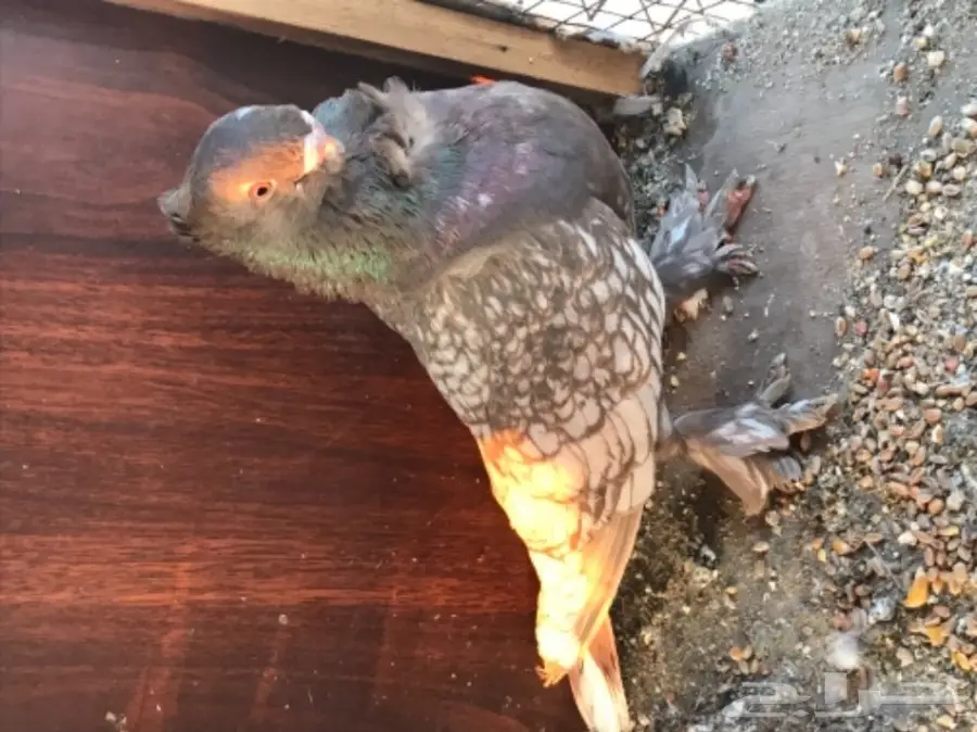 جوز فراشه دايلوت كاكى  (image 4)