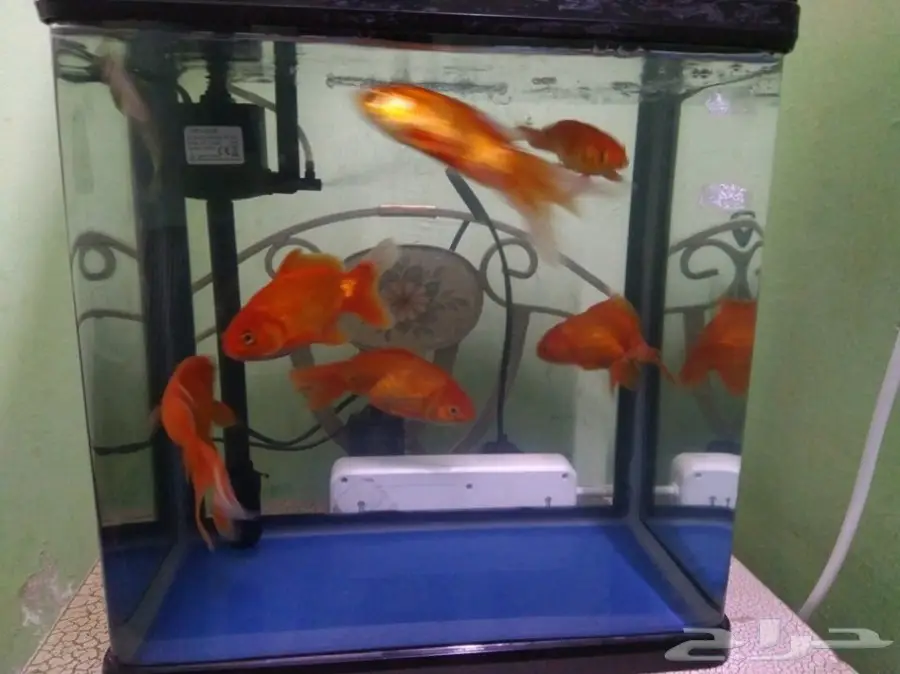 اسماك زينه للبيع (image 2)