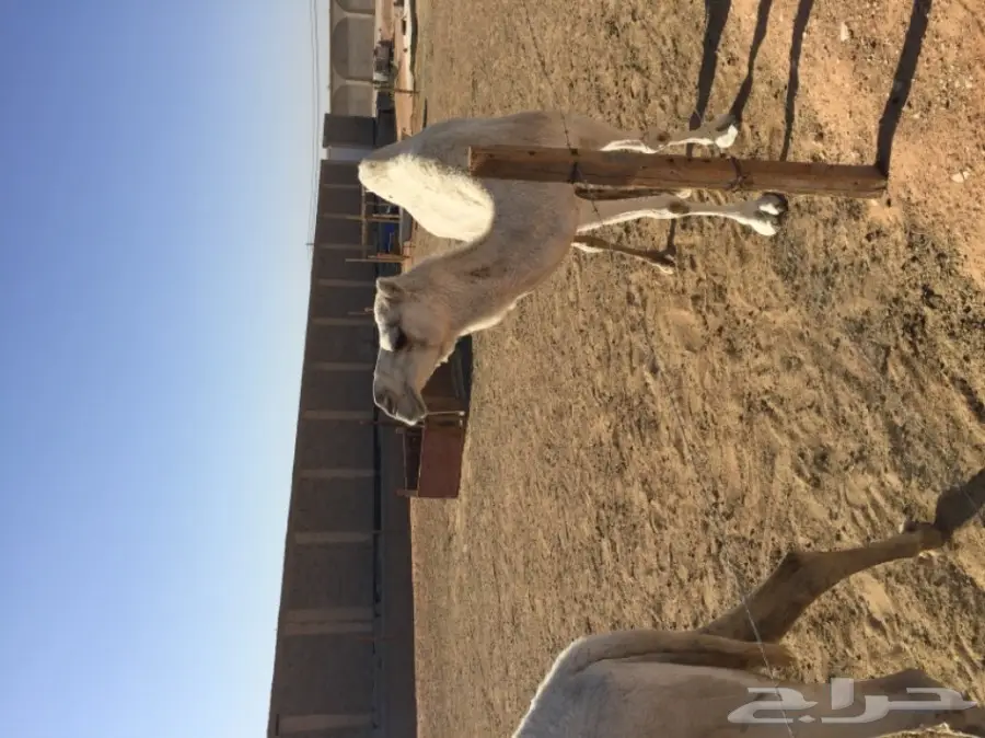 فرصة ذهبية! أسنان قوية ومميزة