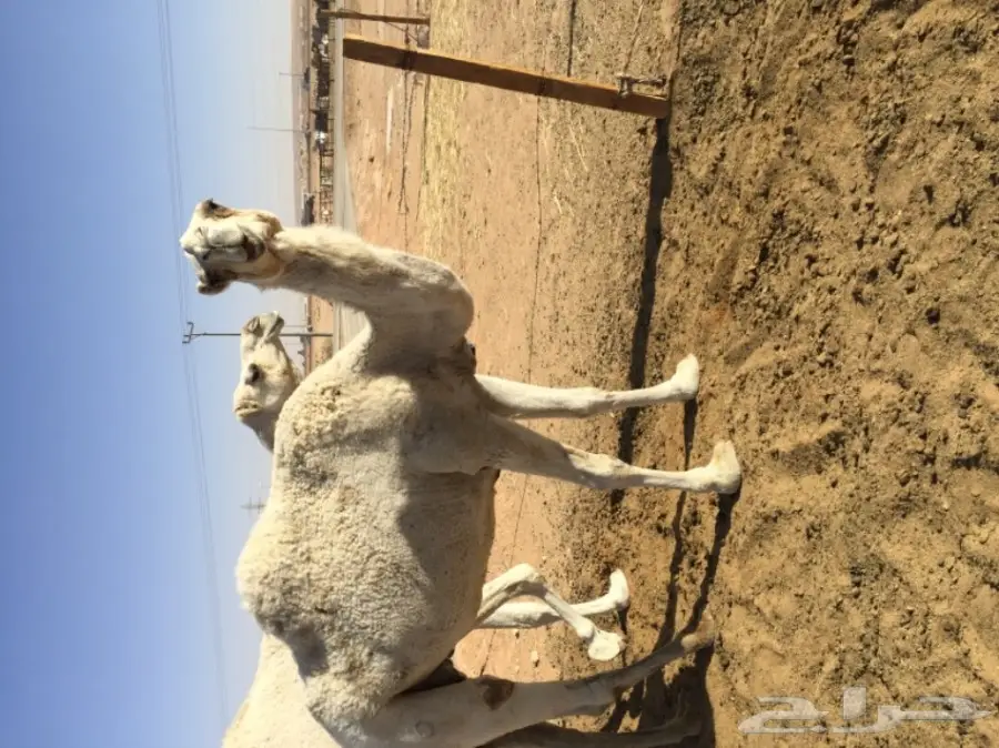 فرصة ذهبية! أسنان قوية ومميزة (image 2)