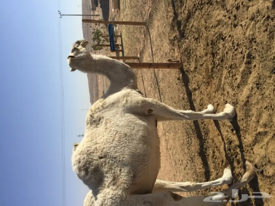 فرصة ذهبية! أسنان قوية ومميزة (image 3)