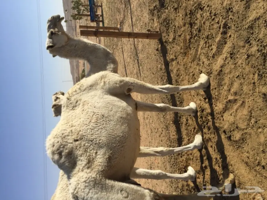 فرصة ذهبية! أسنان قوية ومميزة (image 4)