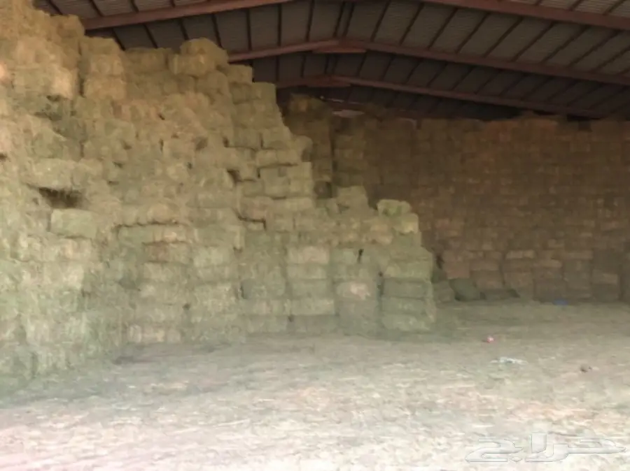 برسيم مستودع بالقصيم 14