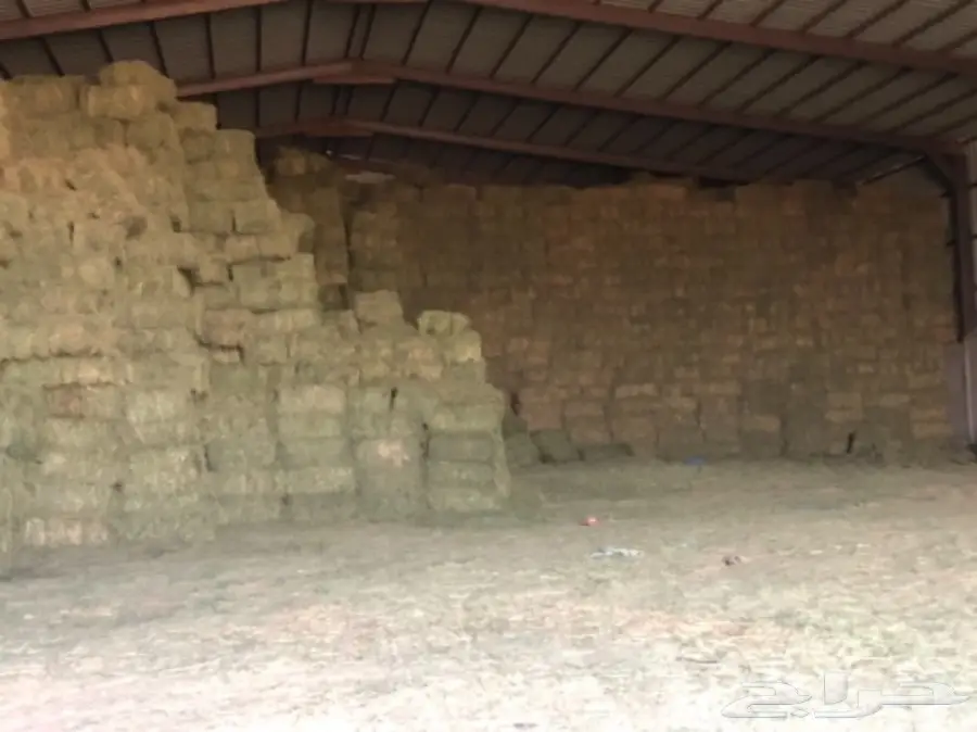 برسيم مثمر من برسيم القصيم - فرصة لا تُفوّت! (image 1)