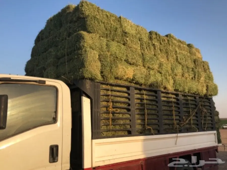 برسيم مثمر من برسيم القصيم - فرصة لا تُفوّت! (image 4)