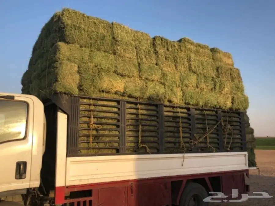 برسيم مثمر من برسيم القصيم - فرصة لا تُفوّت! (image 5)