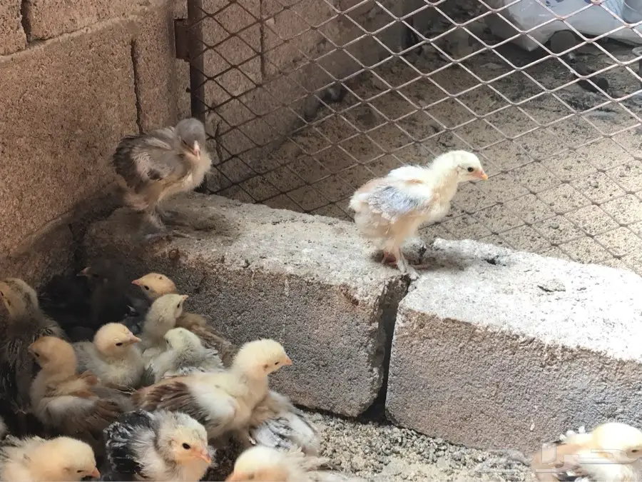 دجاج براهما (image 2)