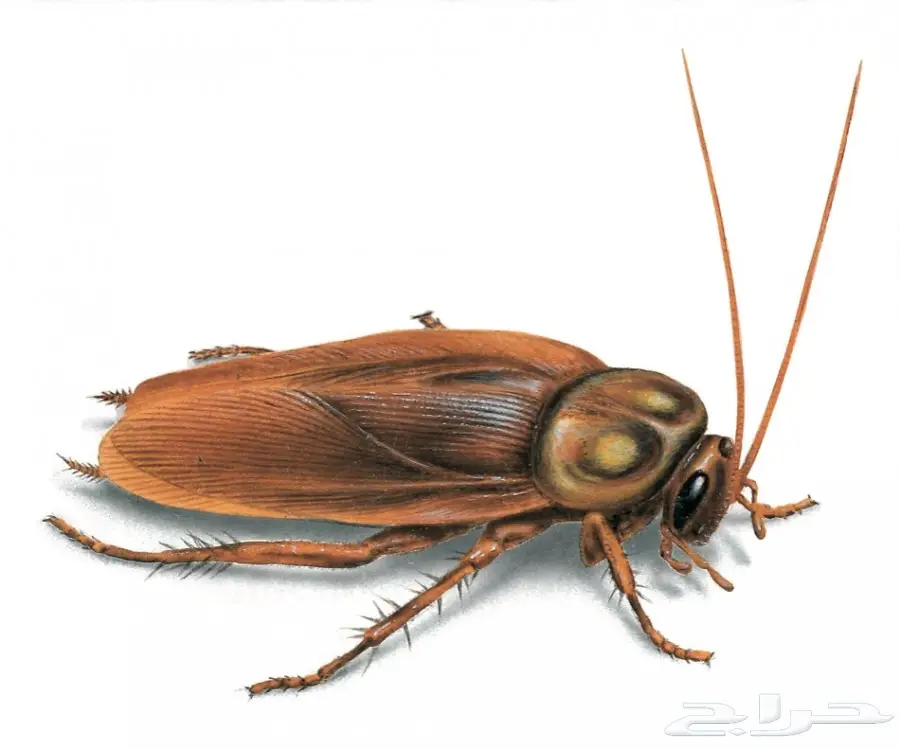 رش مبيد رش مبيدات بدون رائحة عماله فلبينيه (image 19)