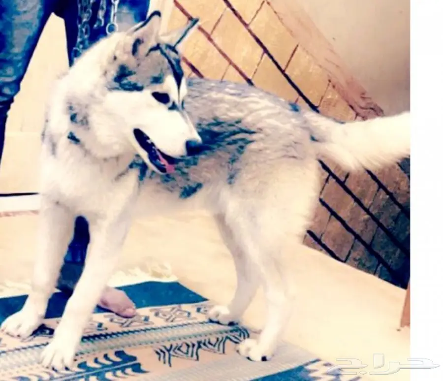 كلاب هاسكي للبيع 