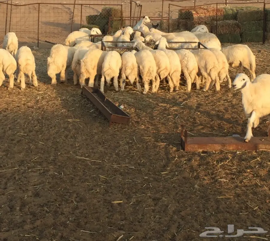 طليان حريات للبيع 