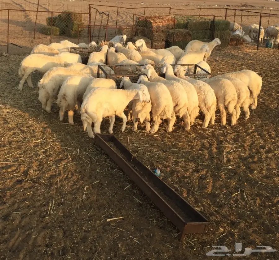 طليان حريات للبيع  (image 1)