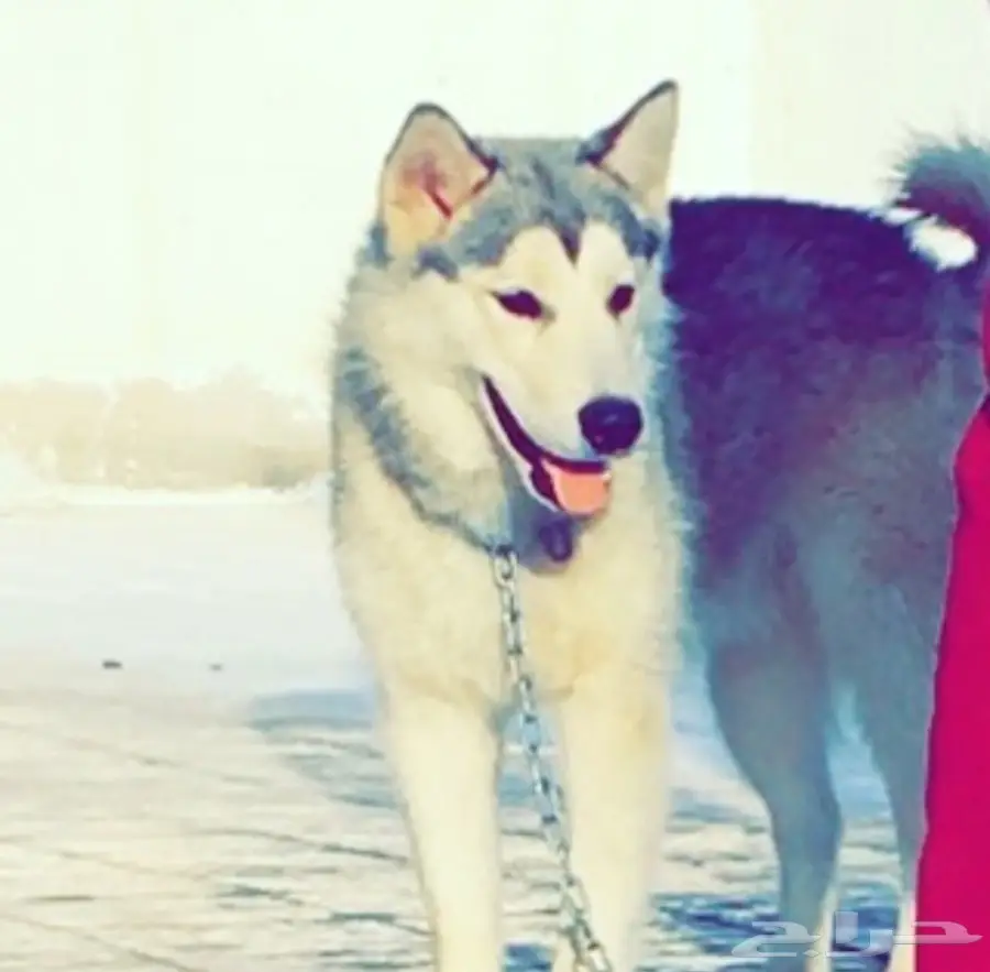 كلاب هاسكي للبيع  (image 1)