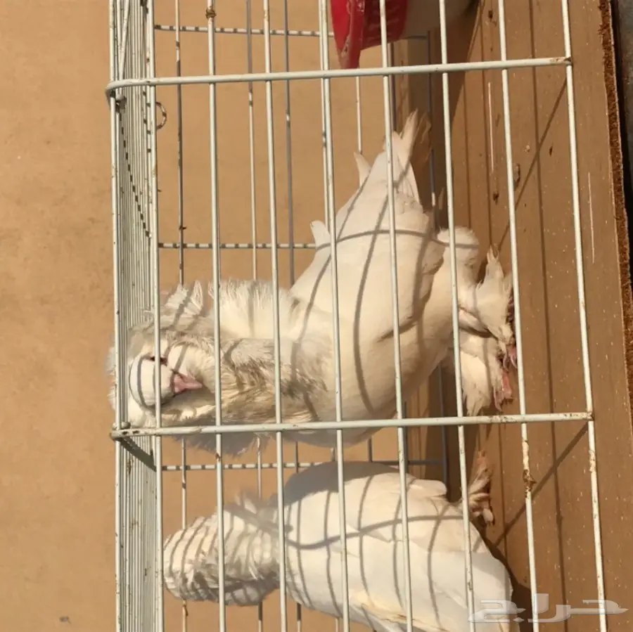 زوج بلجيكي  (image 3)