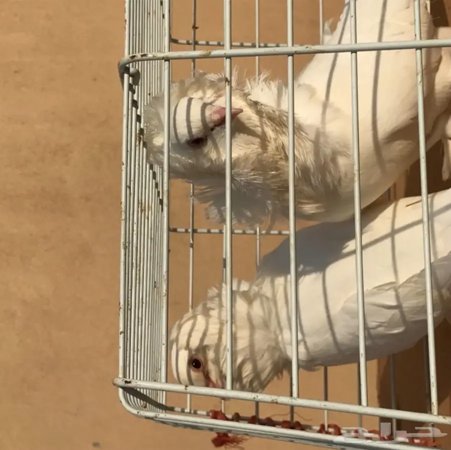 زوج بلجيكي  (image 4)