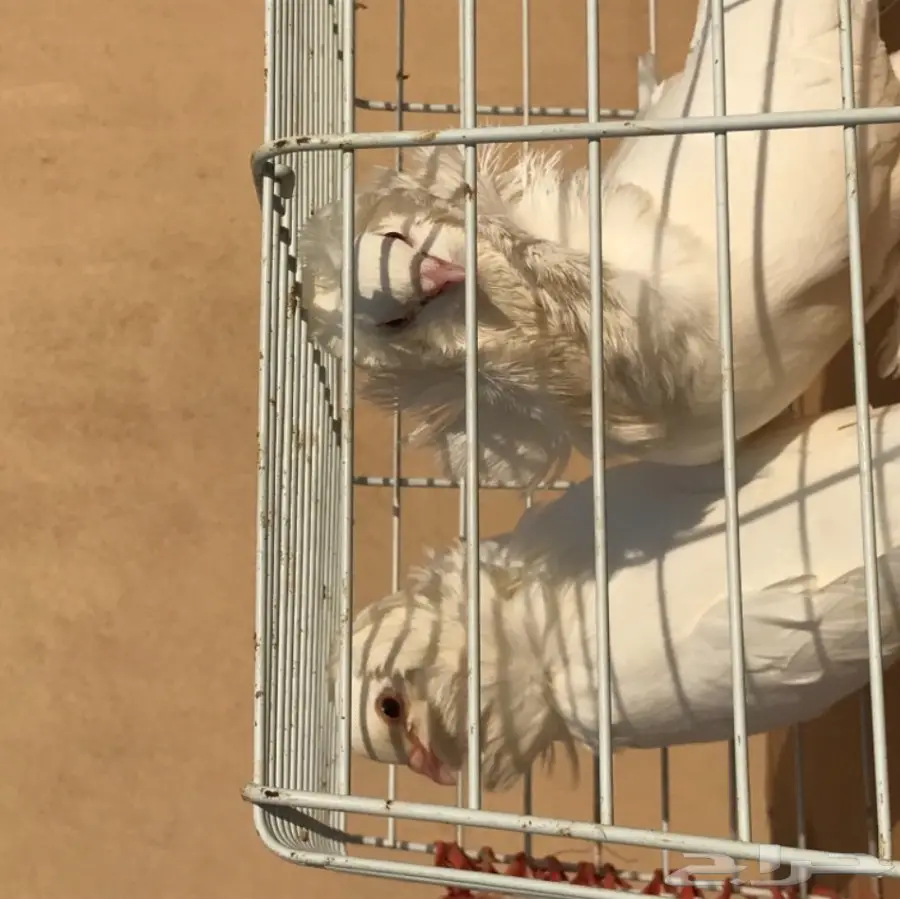 زوج بلجيكي  (image 5)