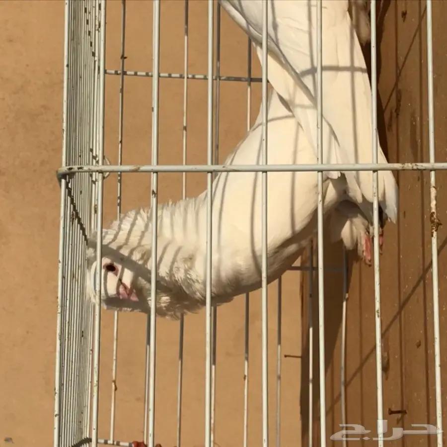 زوج بلجيكي  (image 6)