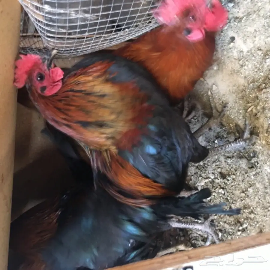 للبيع ديكه بلدي  (image 1)