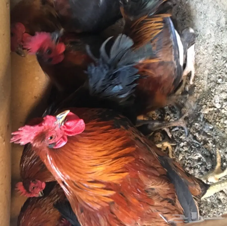 للبيع ديكه بلدي  (image 3)