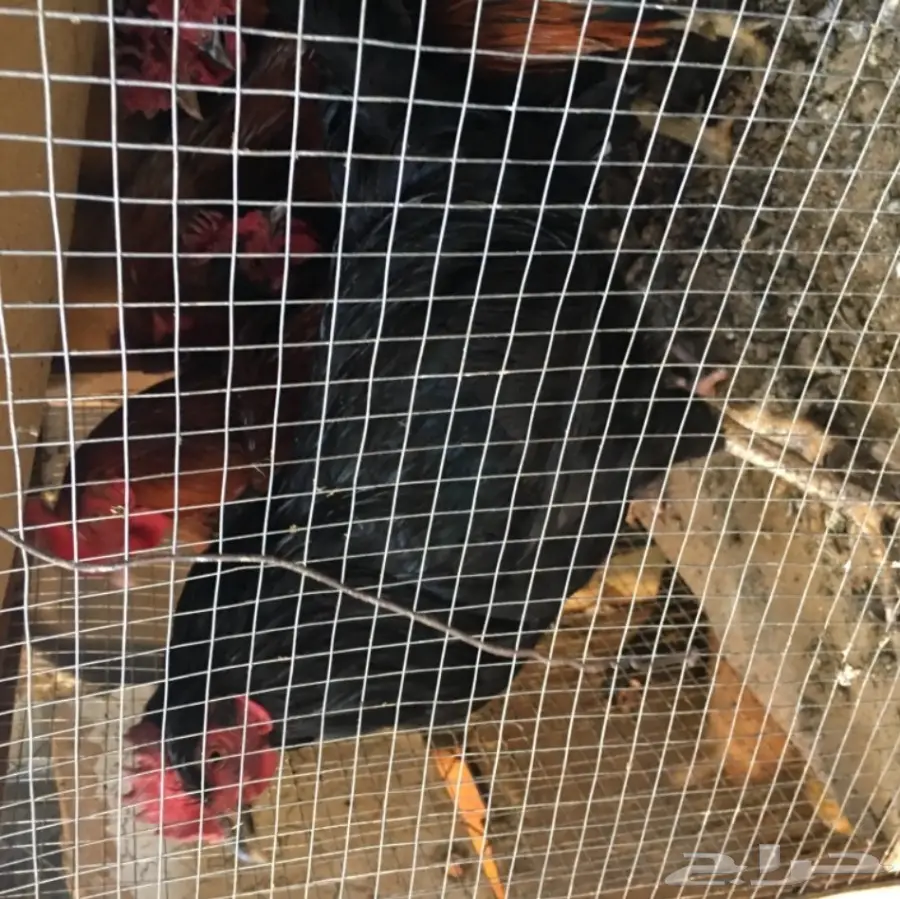 للبيع ديكه بلدي  (image 4)