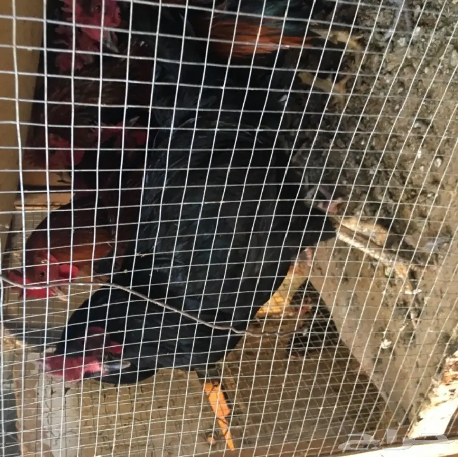 للبيع ديكه بلدي  (image 5)